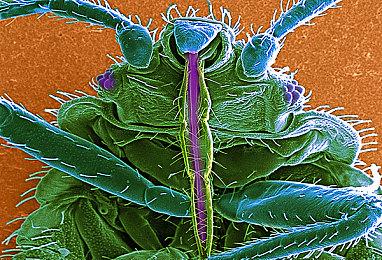 高能电玩节：《上古卷轴OL》官方简体中文版将于11月登陆PC和主机平台